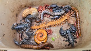 Best Catching Killer Scorpions 🦂Centipede, White Millipede, Small Red Millipede, Beetle Larvae Snail