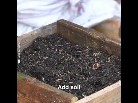 Frisee Lettuce Is Easy To Grow And So Tasty Youtube