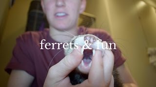 Everything You Need to Know Before Buying A Ferret