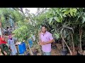 चीकू के पौधे #trnding #agri #ytshort #farmingsystem #ytviral #viral 