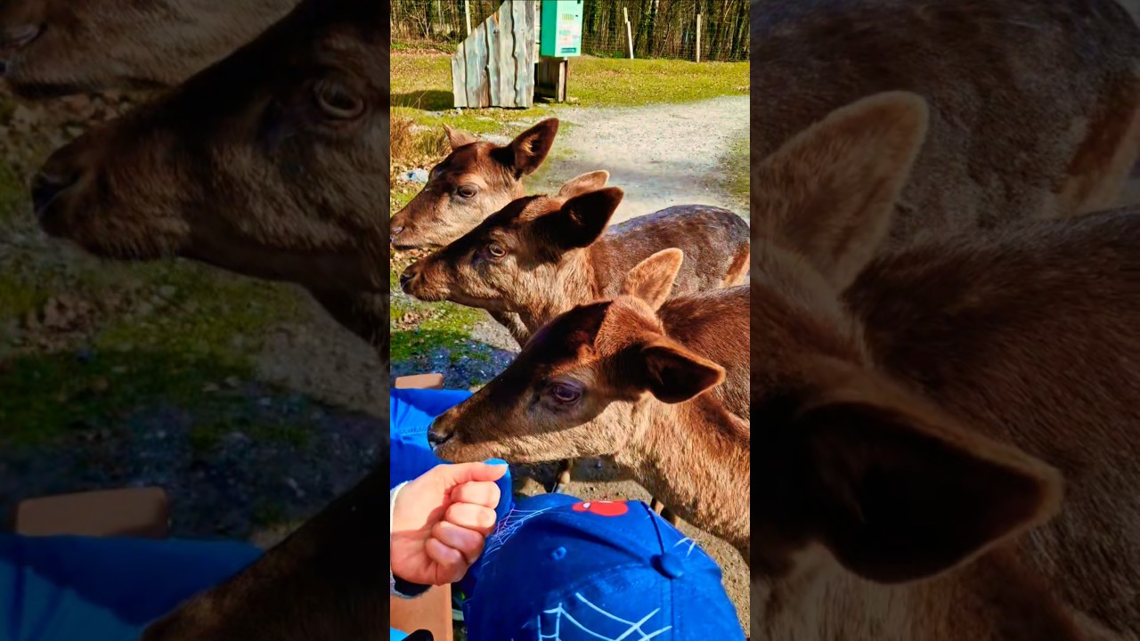 Hirschkühe zum anfassen nah 😍 #tierliebe #streicheln #tierpark #lovenature
