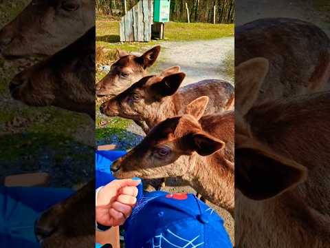 Hirschkühe zum anfassen nah 😍 #tierliebe #streicheln #tierpark #lovenature