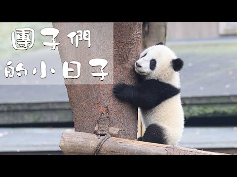 《當熊不讓》團子們的小日子 | iPanda熊貓頻道