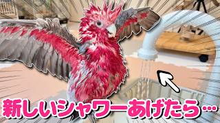 オウムに新しいタイプの水浴びを提案したら満足度120%でしゃべりまくってたww【モモイロインコ】