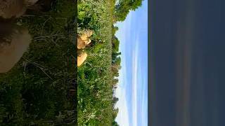 Block Video Maldhari Dewasi