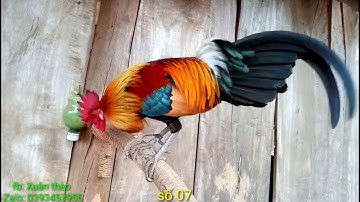 peb tug lau qaib 06.07.08 đaj zoo nkauj + 3 con gà mồi mã vàng mi ni mã số 06.07.08