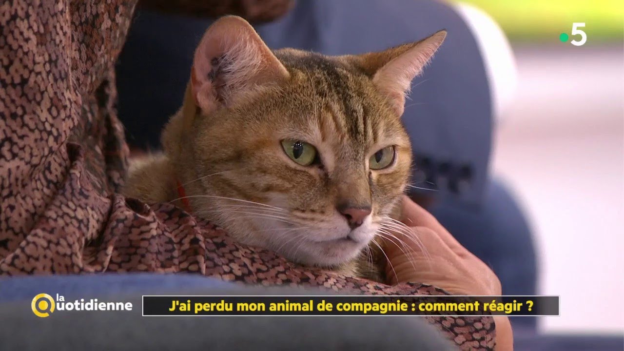 J Ai Perdu Mon Animal De Compagnie Comment Reagir La Quotidienne Youtube J Ai Perdu Mon Animal De Compagnie Comment Reagir La Quotidienne Youtube