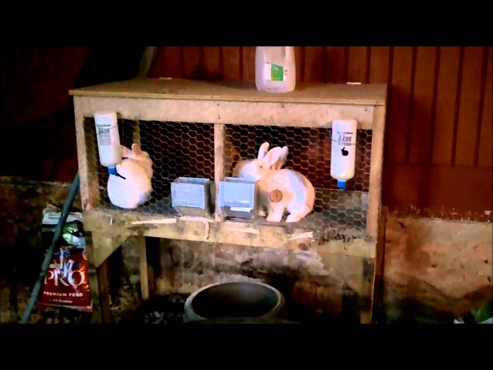 Meat Rabbits. They Get A New Home. - YouTube