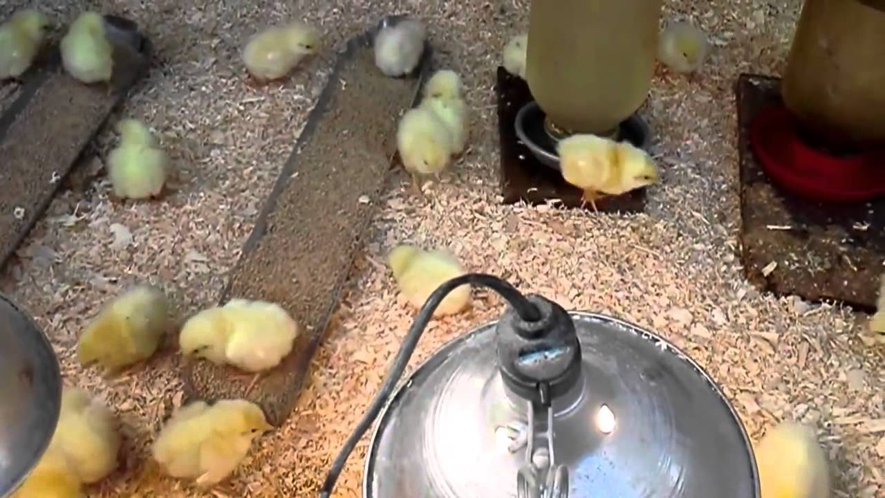 How we raise chickens 