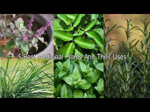 5 औषधीय पौधे || Five Herbs Plant ||  Must Have Medicinal Plants For