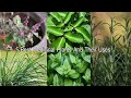 5    five herbs plant   must have medicinal plants for home