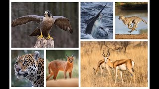 Top 10 Fastest Animals in the World: Fastest Runners in the Animal Kingdom by Top10Best 296 views 2 years ago 6 minutes, 7 seconds