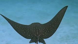 Athlete Statistics Flying on the back of an eagle ray with Ocean Spirit Scuba Diving in Mauritius