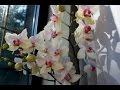 Phalaenopsis орхидеи  цветение.