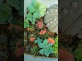 Colorfull Cactus #cactus #gardening