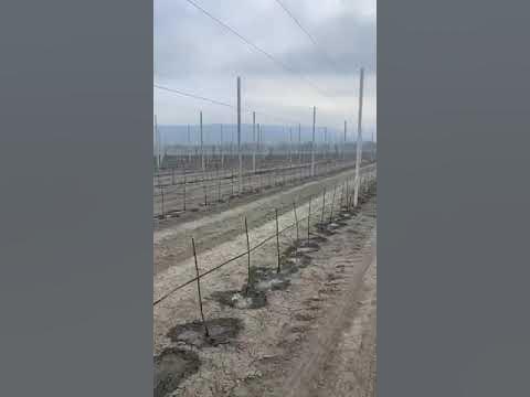 Запуск системы капельного орошения, в грушевом саду площадью 40га.# ...