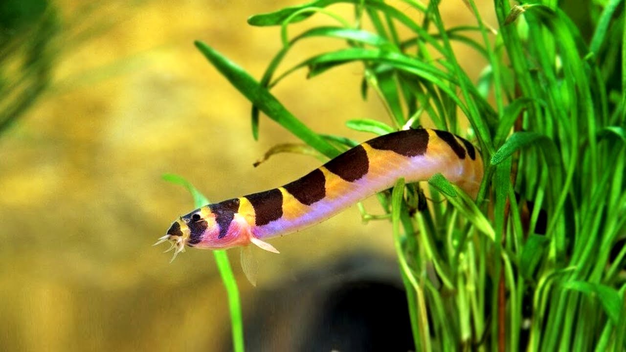 7 видов пресноводных аквариумных животных, кроме декоративных рыб