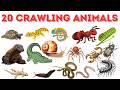 20 Crawling Animal Names | Learn Crawling Animal Name In English With Picture| Animal Vocabulary