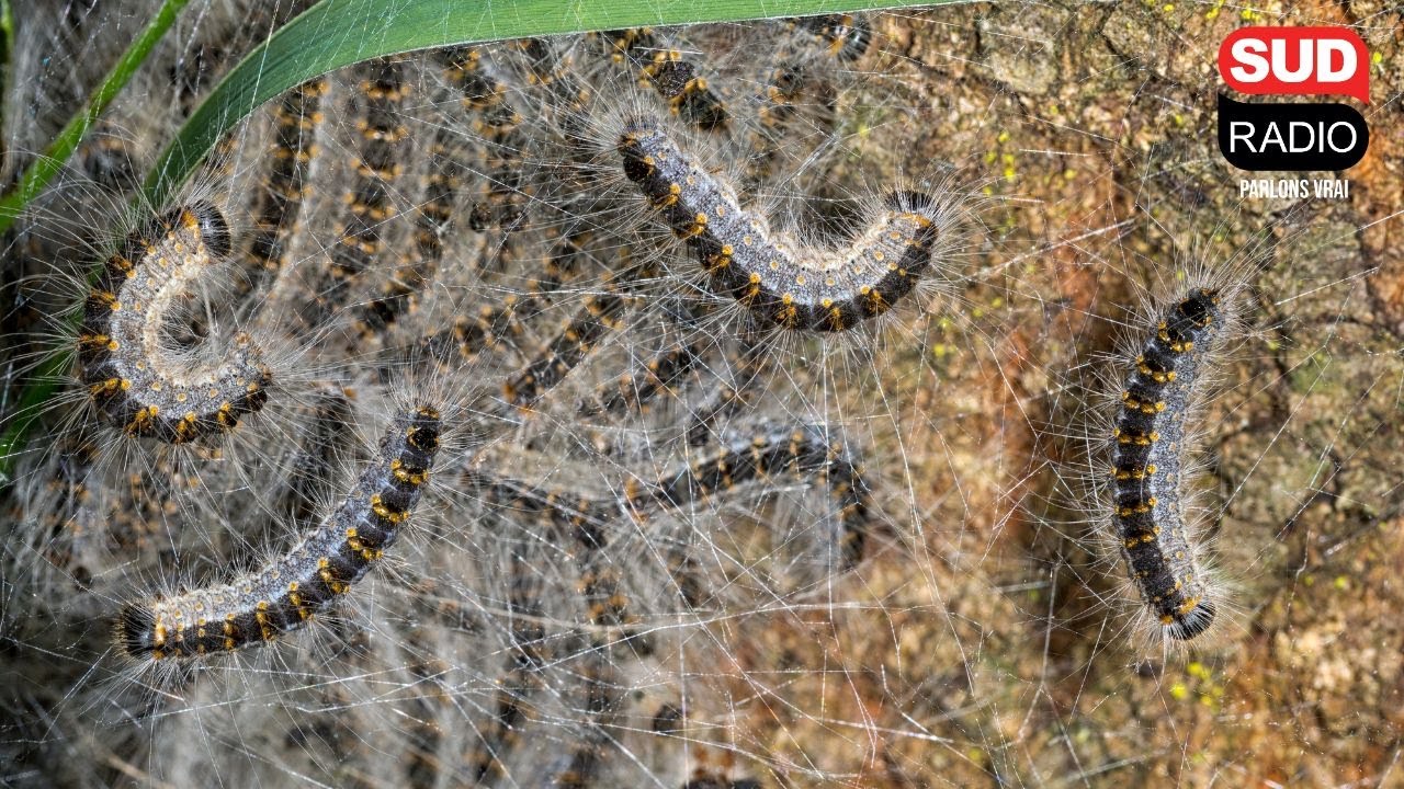 Comment se protéger des chenilles processionnaires ?