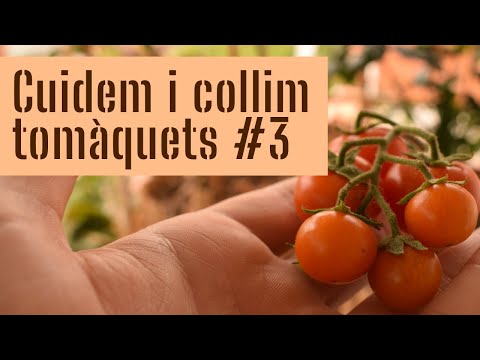 Vídeo: Tomàquets A L’ampit De La Finestra: Com Cultivar Tomàquets A Un Apartament A La Finestra? Cultiu De Plàntules A Casa. Com Cuidar Els Tomàquets D’interior A Casa?