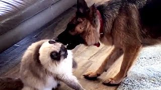 Ragdoll Cat vs Dog Fighting. Talking Ragdoll   Fiasco Friends Indi and Oscar