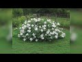 Moon Flower Mp3 Mp4 Free download