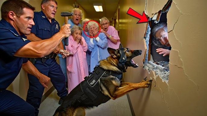 Retired K9 Dog Exposes Hidden Room in Nursing Home — What They Found After  17 Years Shocked Everyone