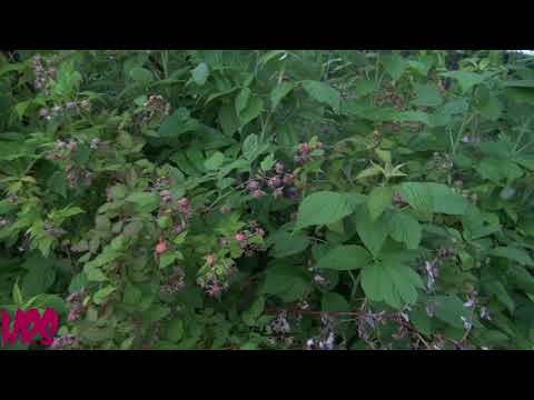 Video: Mjedra - Rubus Idaeus - Karakteristikat E Kulturës Dhe Vetitë Shëruese - Parajsa E Mjedrës - 1