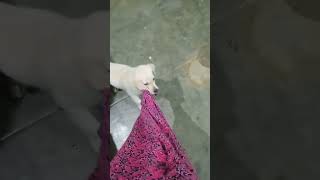 வீராவுக்கு தூக்கனுமாம் அதை எப்படி கேட்கறான் ??dogs love pet love dogs shorts My lab puppy