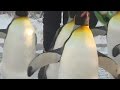 Penguin walk at the Calgary Zoo returns