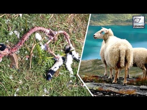 Mysterious Sheep Disappearances In Southern Norway | WTF