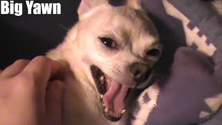 Big Yawn • 8.25.2020