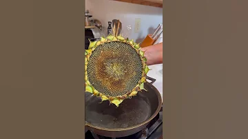 Eating A Sunflower Gardenharvest Sunflower Growyourownfood Growfood Urbangardening 