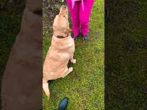 Video: Ako Naučiť Psa ľahnúť Si Bez Ohľadu Na To, Kde Sa Nachádzate