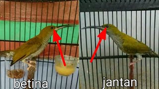 easy way to differentiate between male and female mountain pijantung