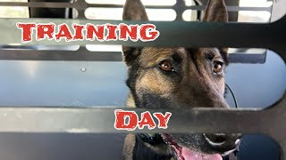 A Day in the Life of a Police Dog | Training Day