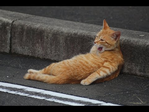やる気がなさすぎる猫ちゃんの態度がじわじわ面白い件w~The attitude of a cat who is too motivated is interesting.