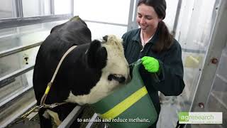 Measuring methane from livestock