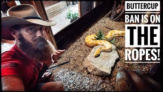 Famous Giant Python Ban Overturned? Profile