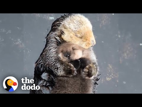 Video: Pet Scoop: Newborn Sea Otter Reunited With Mom, Firestorm Over Gorilla Shot at Zoo