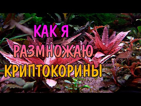 КАК Я РАЗМНОЖАЮ КРИПТОКОРИНЫ