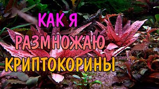 КАК Я РАЗМНОЖАЮ КРИПТОКОРИНЫ