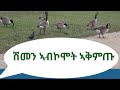 ሽመን ኣብኮሞት ኣቅምጡ Ethiopa