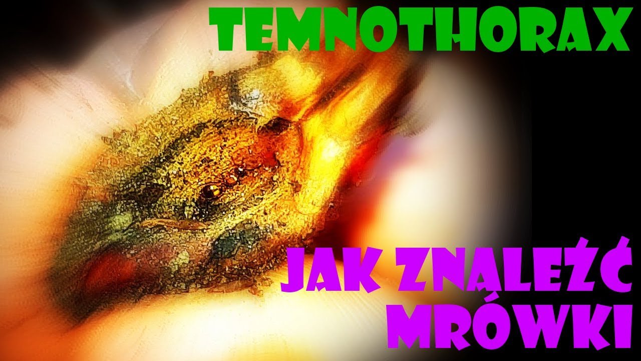 [Jak znaleźć mrówki] Temnothorax sp.