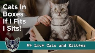 Celebrity Why Do Cats Love Boxes? The Science Behind This Adorable Obsession! 🐱📦 Profile