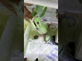 人の指が大好きなカエル、イエアメガエル