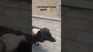 Siz De Yardım Ediyo Musunuz? Öpek Im Şfet