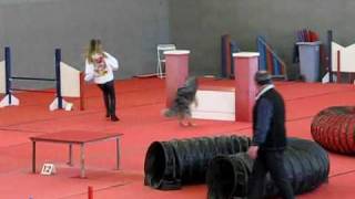 Australian shepherd agility by petitemarion60 3,909 views 14 years ago 3 minutes, 28 seconds