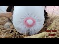 Goose laying eggs/ห่านออกไข่แบบจะๆ หาดูยาก