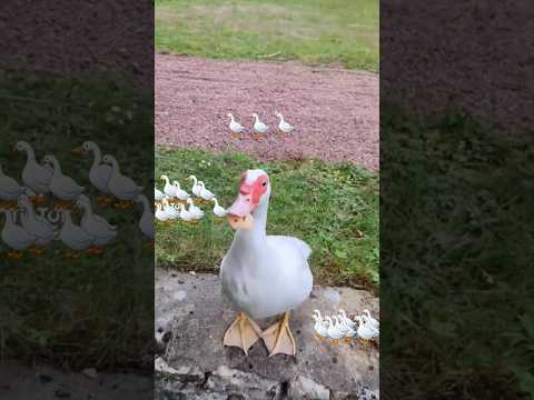 انا طبار الجماجم        مقاطع حيوانات كيوت تيك توك بطة بطة طيور الجنة